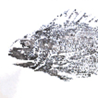 Fish rubbings, 'gyotaku', as a source of historical biodiversity data