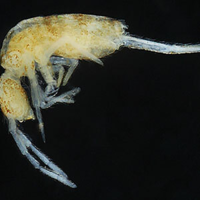 Neotropical Cyphoderus (Collembola: Paronellidae), with Comments