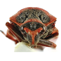 Cercopidae spittle-bugs (Hemiptera, Cicadomorpha) of Madagascar: a