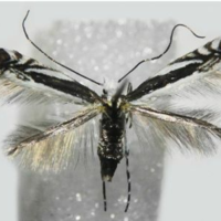 A new species of Micrurapteryx (Lepidoptera, Gracillariidae 
