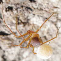 10 New Spider Species Discovered in Appalachia > Appalachian Voices