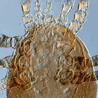 Myogenic differentiation triggers PML nuclear body loss and