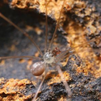 A survey of pholcid spiders (Araneae, Pholcidae) from Guiyang 