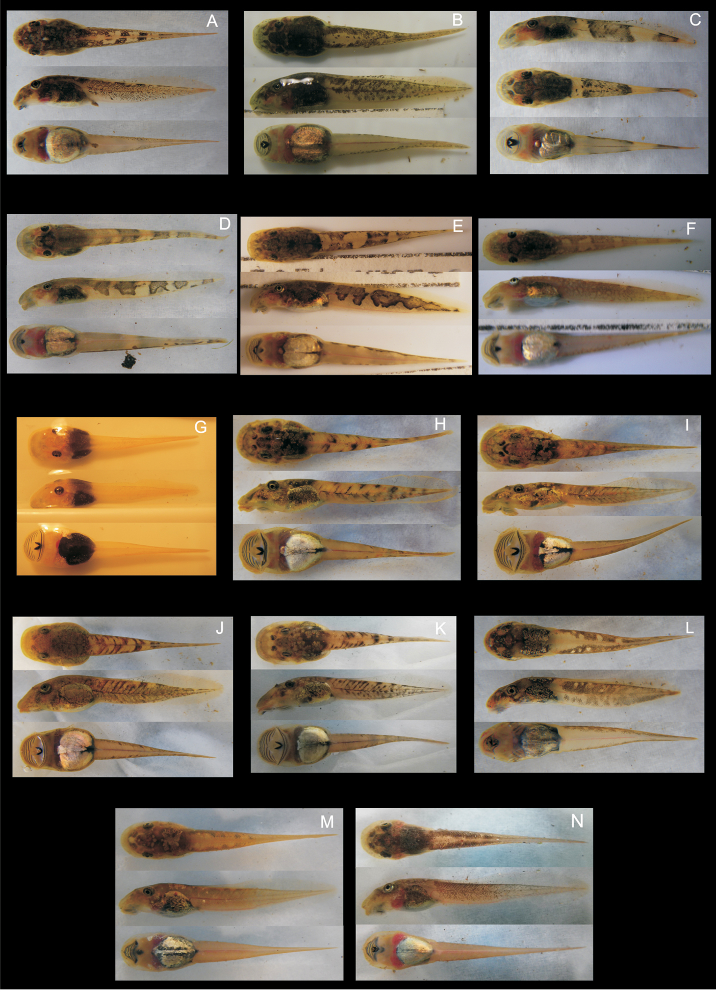 Diversity of the strongly rheophilous tadpoles of Malagasy tree
