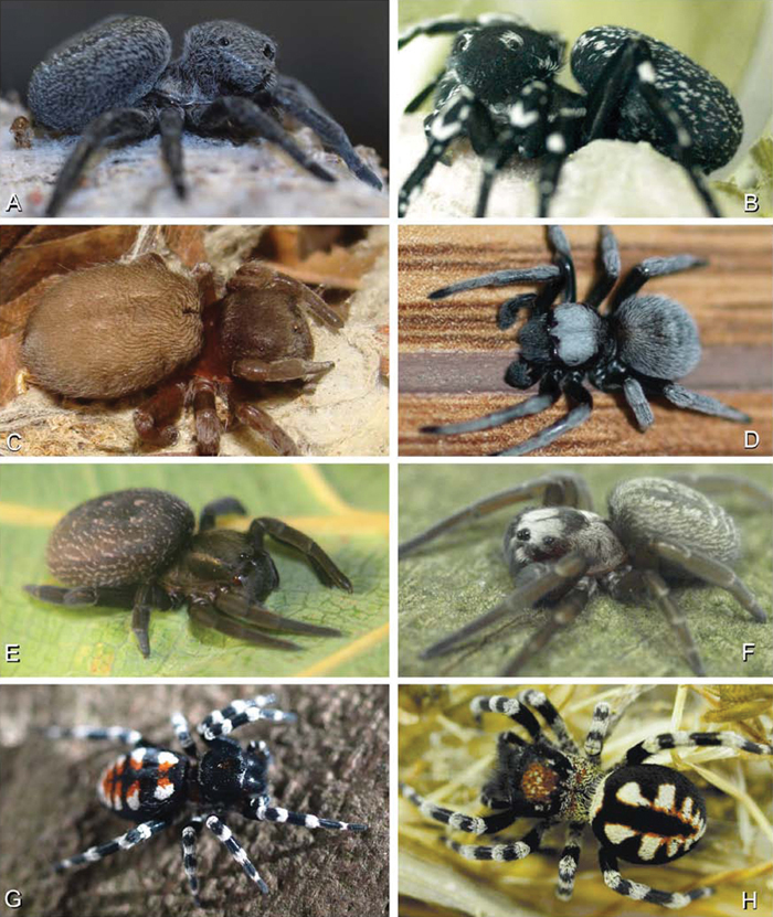 Velvet Spider Facts, Identifications, & Pictures in 2023