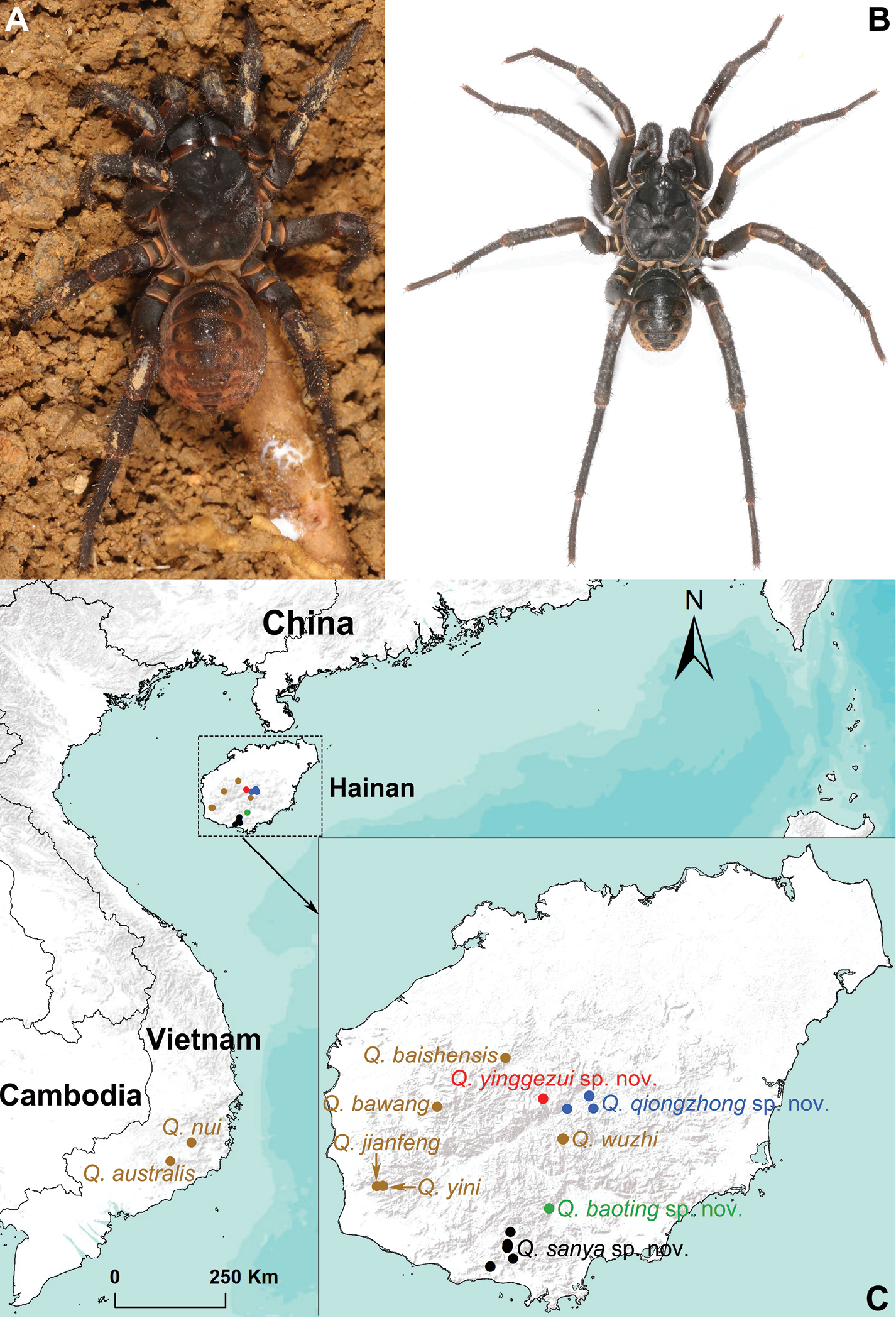 Three new species of mesothelean spiders discovered in China