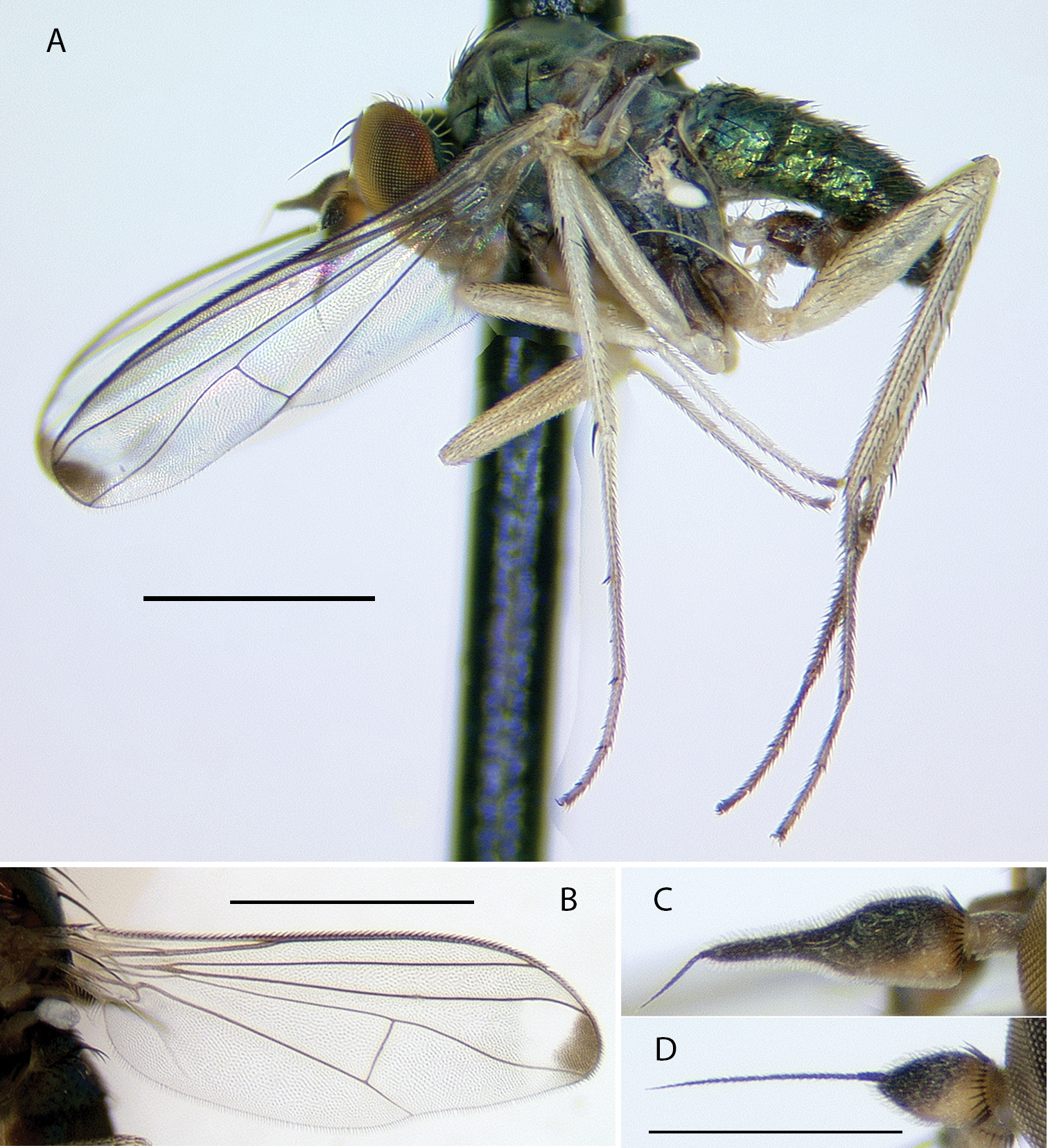 The Dolichopodidae (Diptera) of Montserrat, West Indies